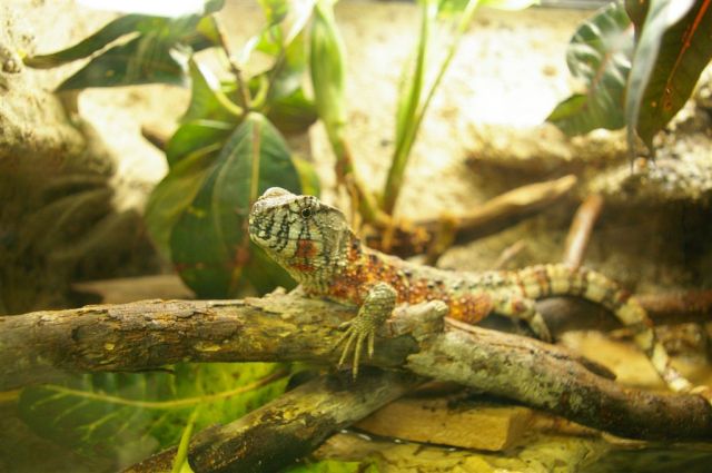 Small lizard strikes a pose.